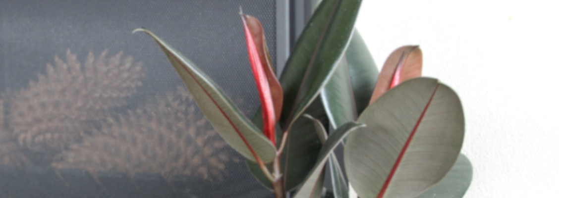 Ficus Burgundy Banner Image.jpeg